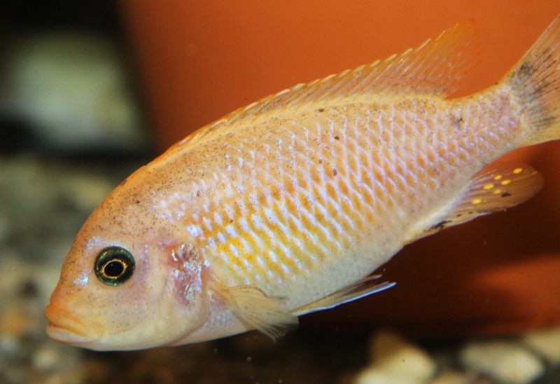 Maylandia pyrsonotos 'Mkondiwa Reef'